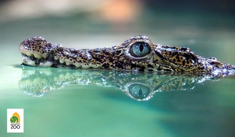 Ritka krokodilok érkeztek a budapesti állatkertbe