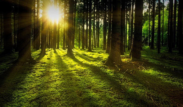 Több száz hektárnyi erdőt telepítünk országszerte