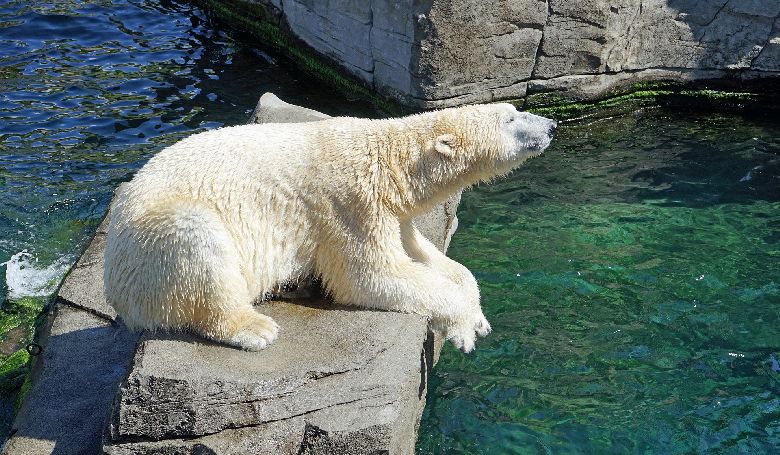 Moszkvában a hőség miatt jégbe töltött élelmet kapnak a jegesmedvék