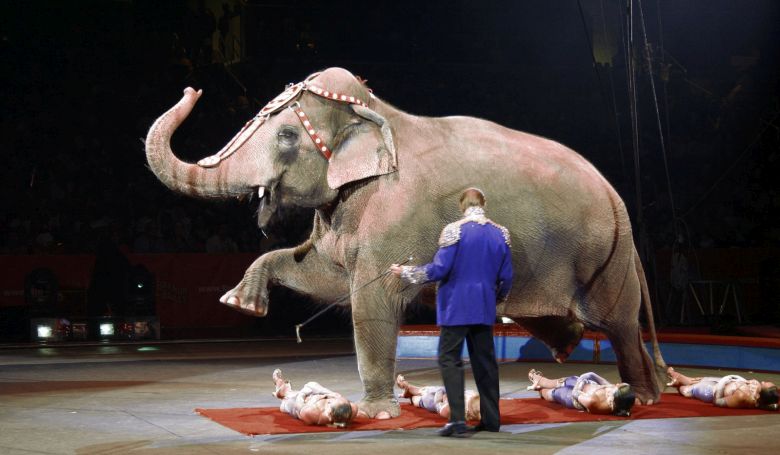 Beszüntetnék a vadállatos produkciókat a brit cirkuszokban
