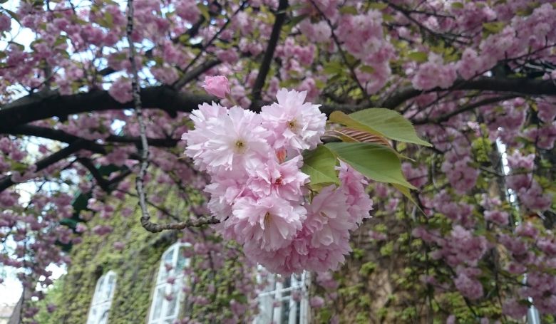 Sakura ünnep - cseresznyevirágzás a Füvészkertben