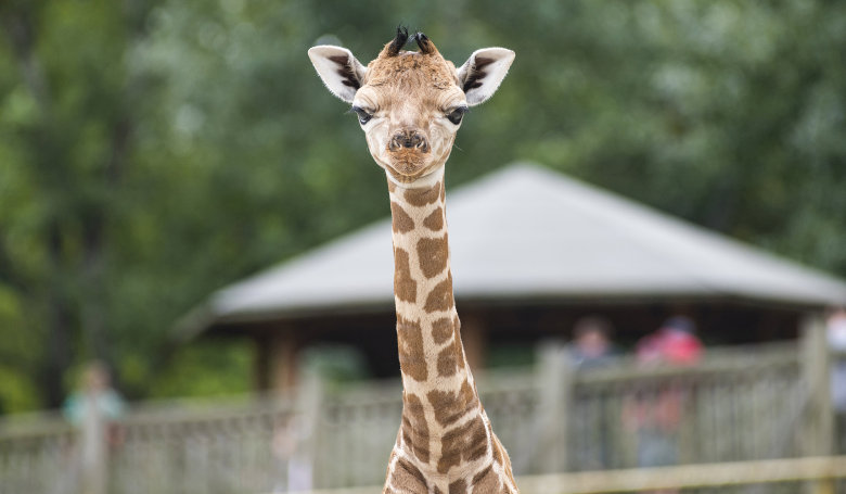 Zsiráfbébivel gazdagodott a nyíregyházi állatkert