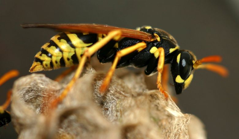 Allergológus: előre nem lehet tudni, kinél okoz sokkot a darázscsípés