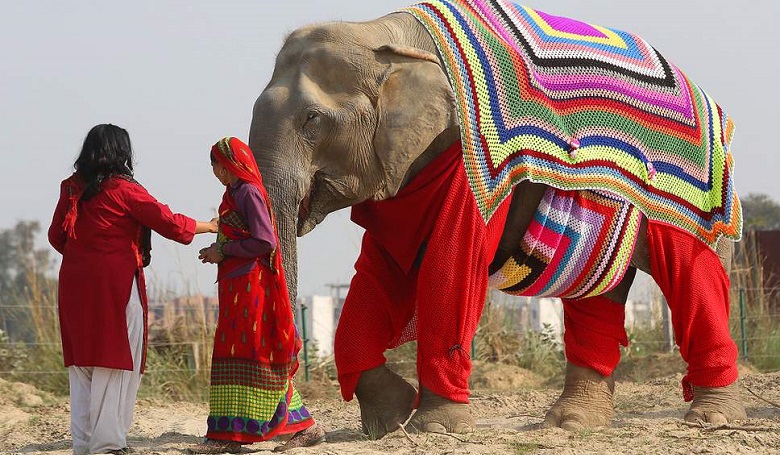 Meleg öltözetet kaptak az elefántok Indiában