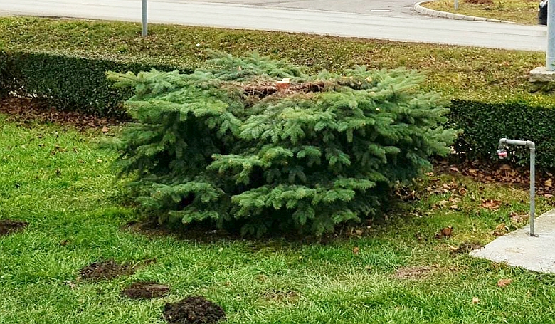 Megcsonkították egy templomkert fenyőfáját