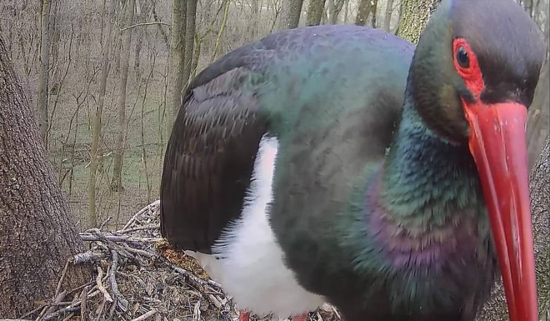  Megérkezett az első fekete gólya a gemenci erdőbe