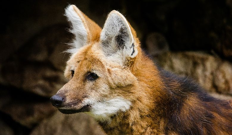 Sörényes farkasok születtek a Szegedi Vadasparkban