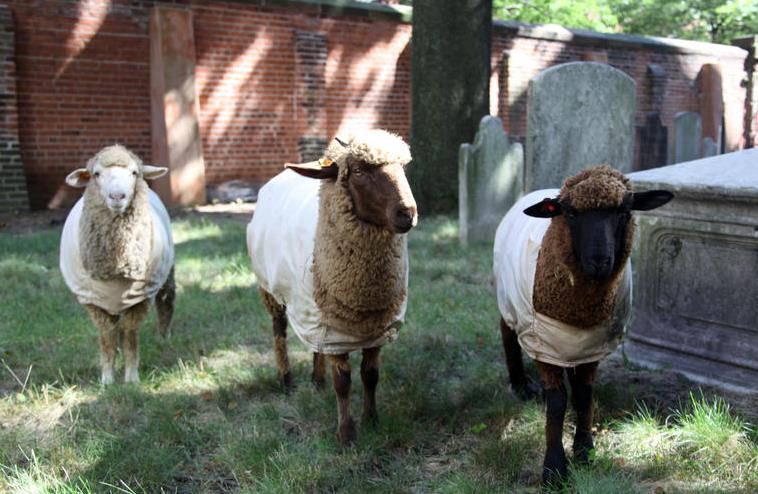 sheep-lambscaping-old-st-patrick-cathedral-mulberry-mott-street-nolita-nyc-6_1.jpg