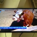 Az fű zöld. Az RTL visszavág. 