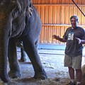 Agyontaposta az elefánt a gondozóját