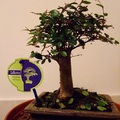 bonsai fácska :)