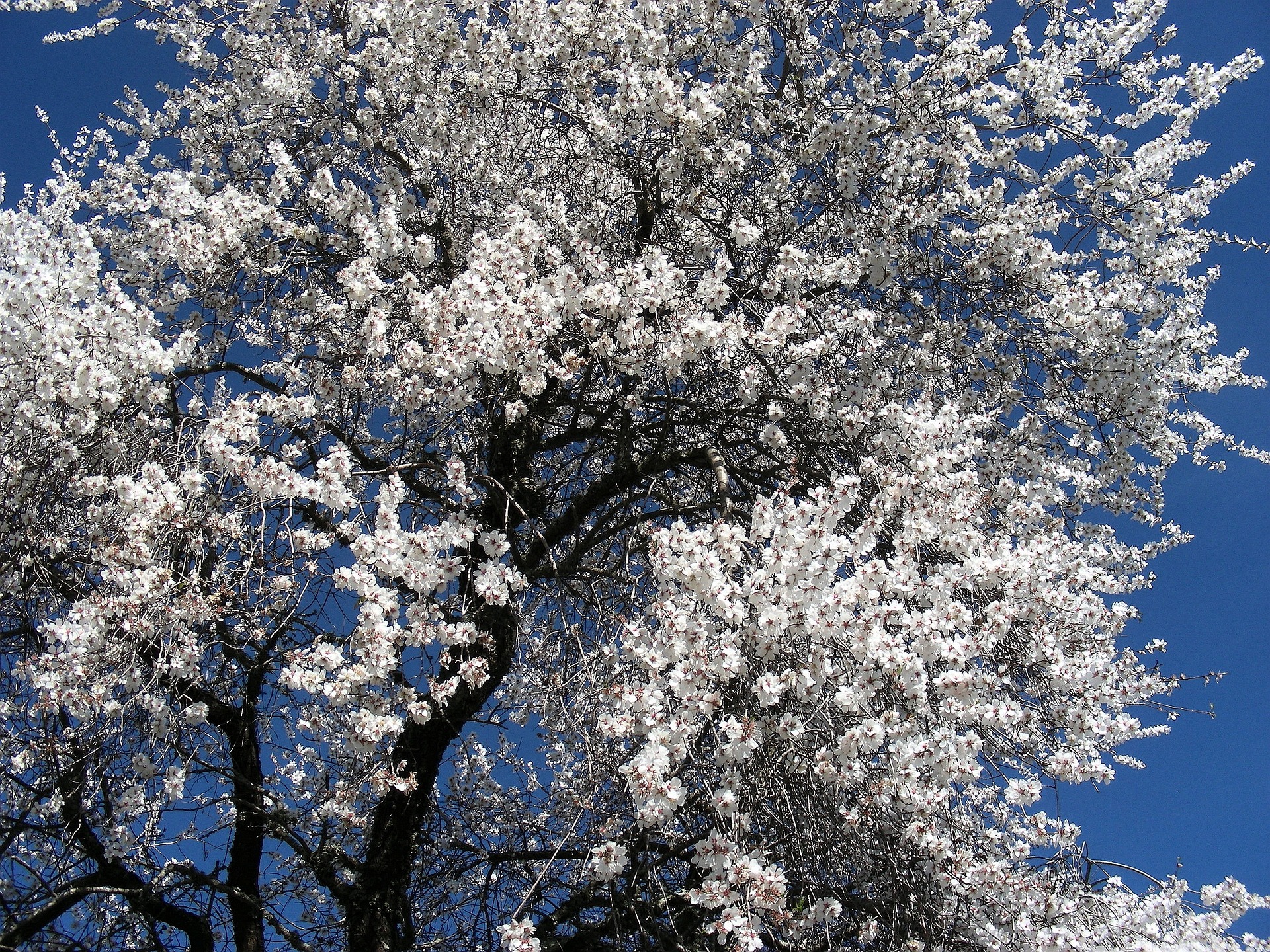 almond-1201795_1920.jpg