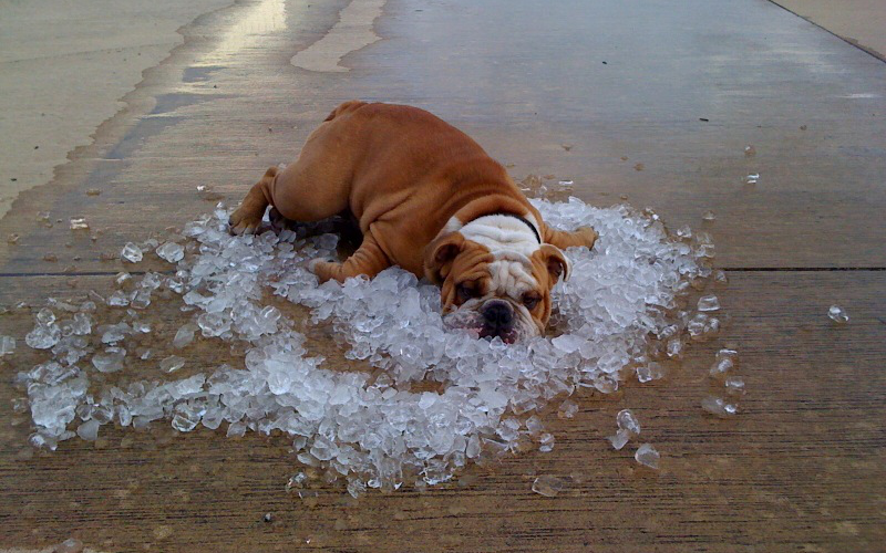 51image_dogs-and-hot-weather.png