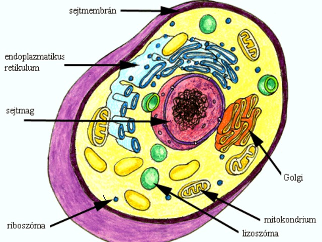 Mitokondrium