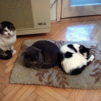 Új cica összeszoktatása másik macskával