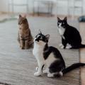 Három cica egy lakásban - megférnek együtt?