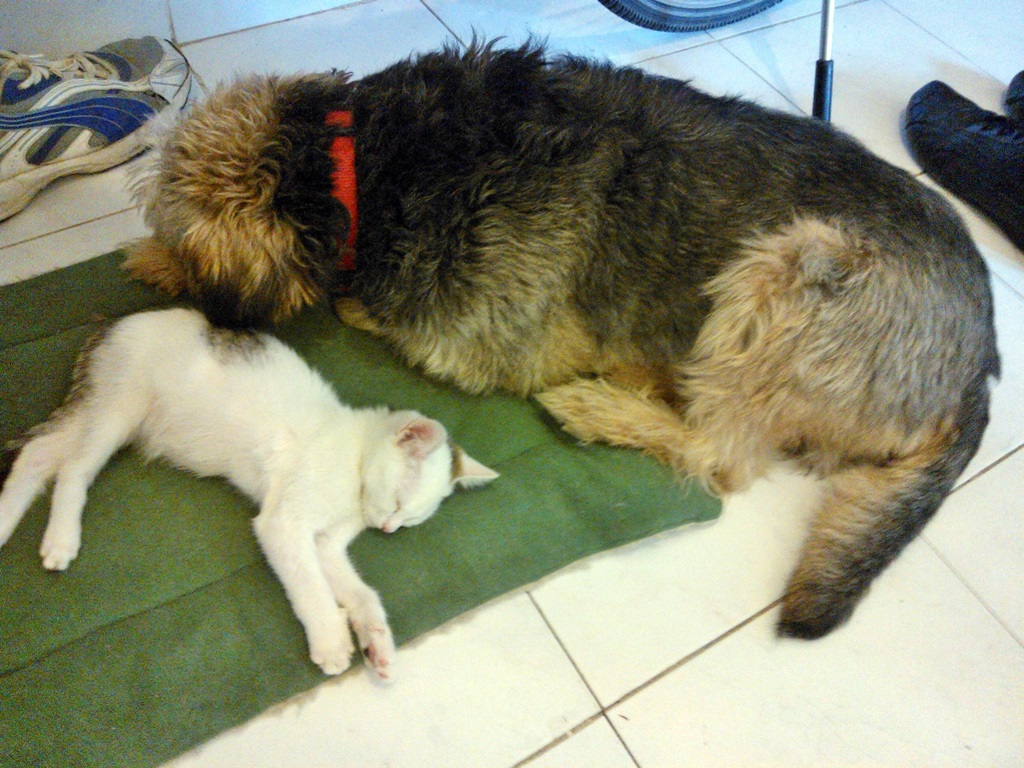 Macskagyilkos Tofu és a haverja együtt pihennek :)