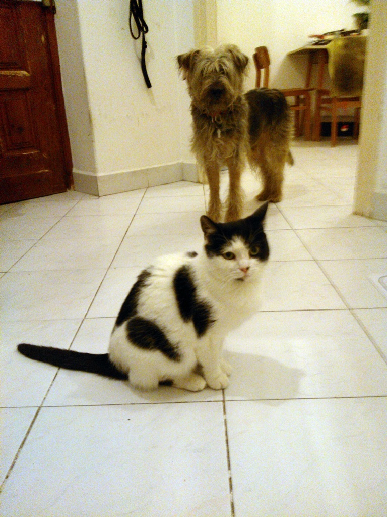 A pár napja érkezett Lutri cica, háttérben a korábbi gazánál 'macskagyilkos' Tofuval