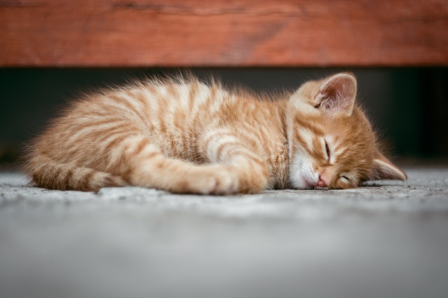 adorable-animal-baby-cat-290164.jpg