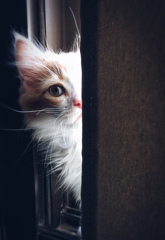adorable-animal-cat-320014.jpg