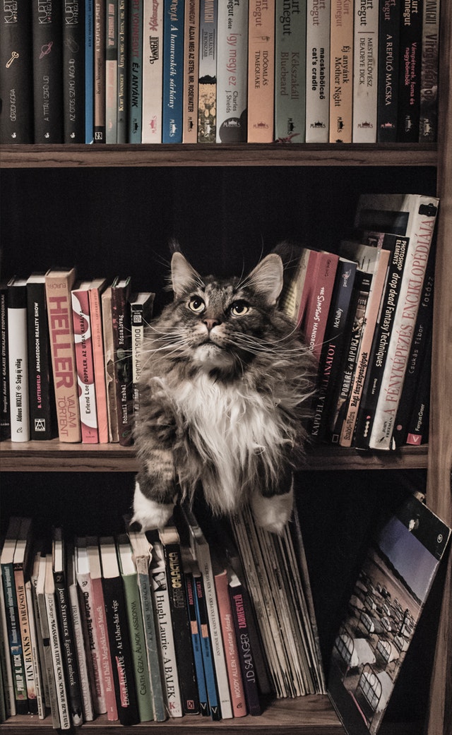 animal-bookcase-books-156321.jpg