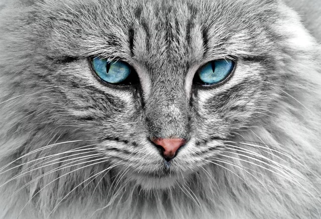 animal-cat-eyes-33537.jpg