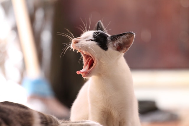 animal-kitten-cat-funny-56857.jpg