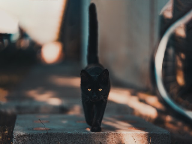 black-cat-walking-on-road-1510543.jpg
