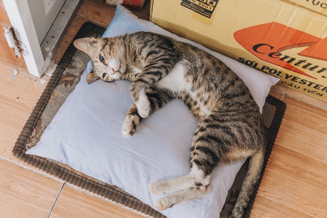 brown-tabby-cat-lying-on-grey-throw-pillow-1124925.jpg