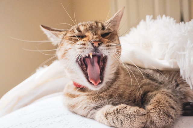 brown-tabby-cat-yawning-while-lying-on-white-textile-4062804.jpg