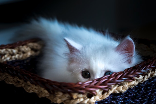 close-up-photo-of-cute-white-kitten-lying-in-basket-2131978.jpg