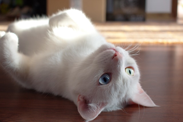 close-up-photo-of-kitty-laying-on-floor-1476254.jpg