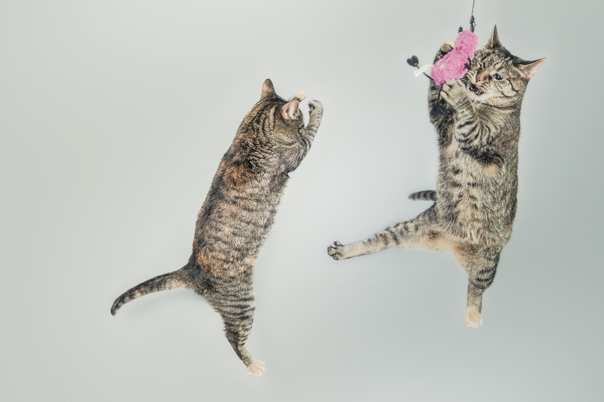 jumping-cute-playing-animals.jpg