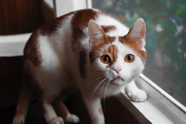 orange-and-white-cat-on-window-1499344.jpg