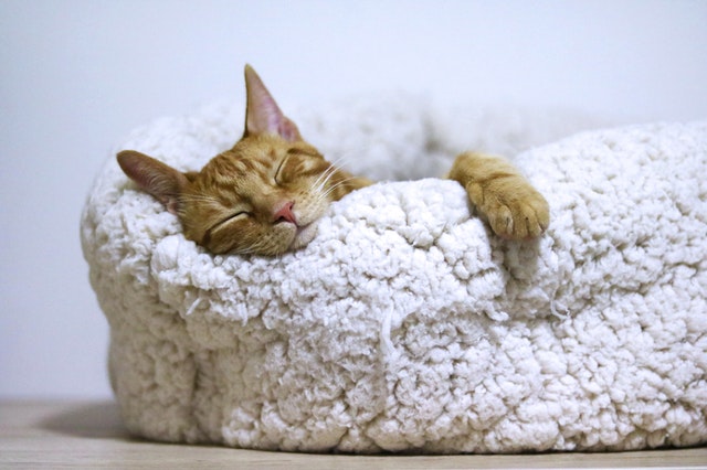 orange-cat-sleeping-on-white-bed-1560424.jpg