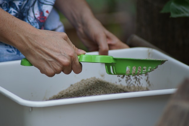 person-cleaning-a-cat-litter-box-2822555_1.jpg