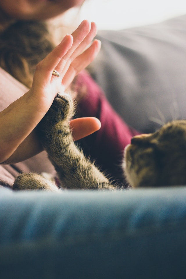 person-giving-high-five-to-grey-cat-38867.jpg