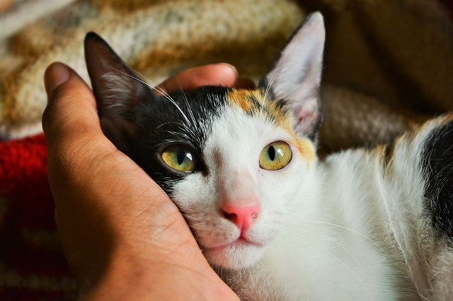 person-s-left-hand-holding-calico-cat-790033_1.jpg