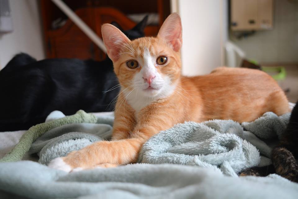 Roccoról a Cat Flow Macskamentésnél érdeklődj!