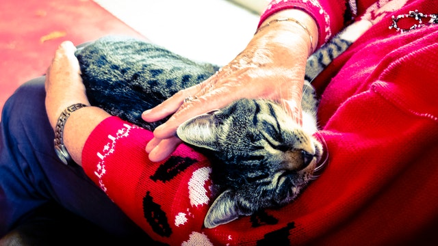 silver-tabby-cat-sleeping-on-person-hand-233220.jpg