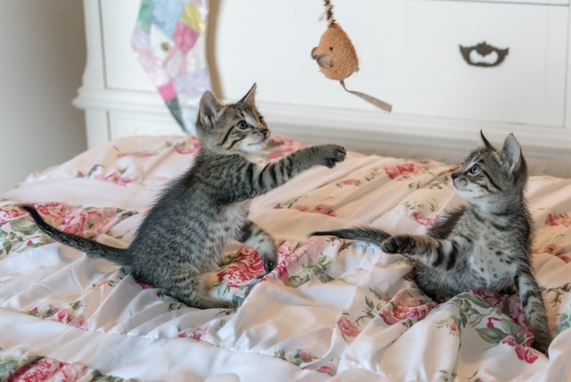 tabby-kittens-on-floral-comforter-160755.jpg