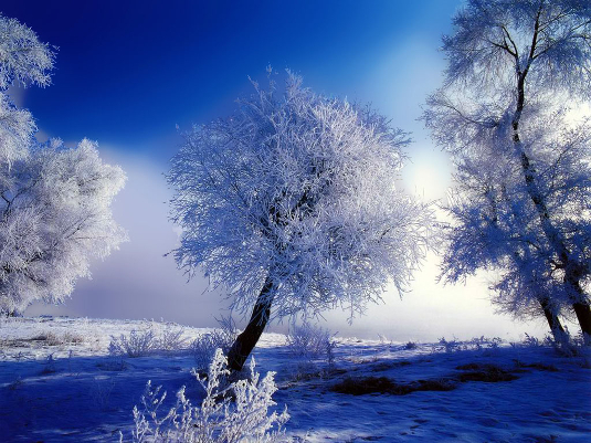 taj_blue-winter-snow-trees_535.jpg