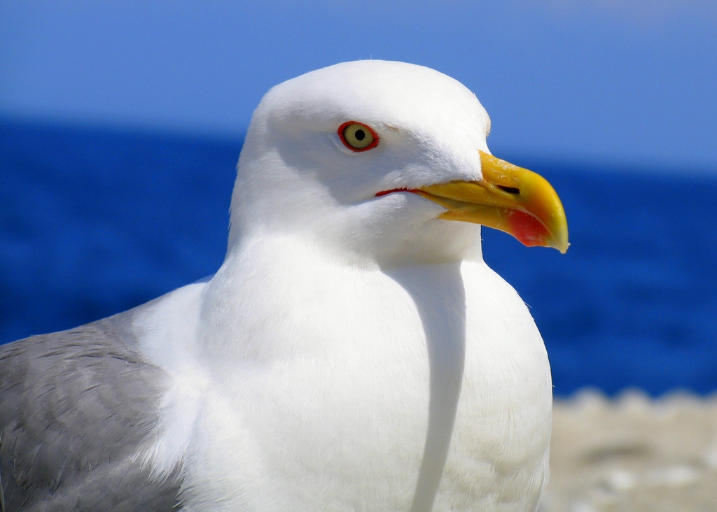 Larus_portrait.jpg