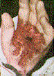 Left hand front 002.jpg