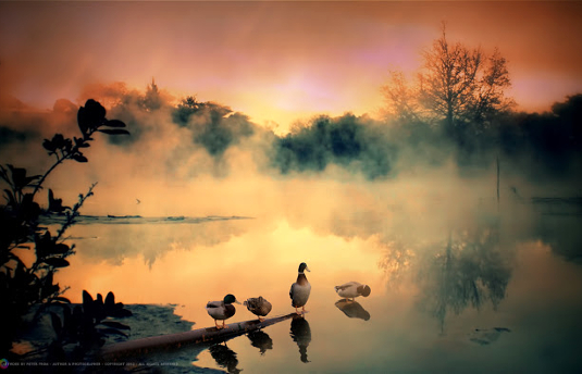 foggy-friday-ducks-peter-from_535.jpg