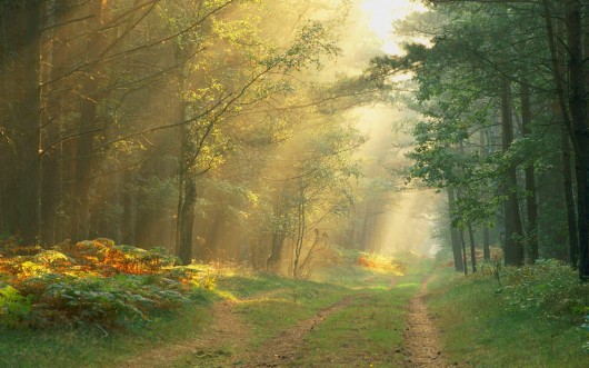 hu_sun_rays_in_the_forest_germany.jpg