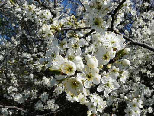 prunusspinosa L3.jpg