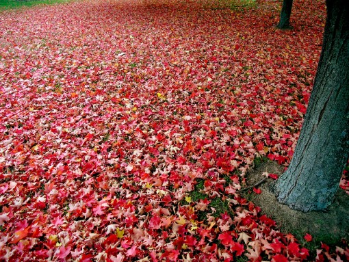qRed_autumn_leaves.jpg