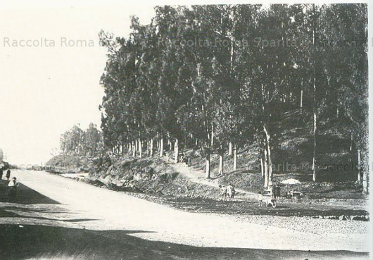 romasparita_9_530.jpg