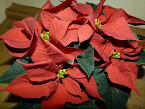 euphorbia_pulcherrima_051211_3_300.jpg